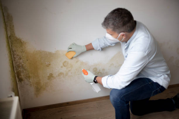 Best Commercial Mold Inspection  in Jacksboro, TX